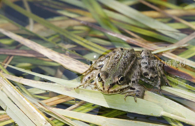 绿色可食用蛙(Rana esculenta synkl.)少年